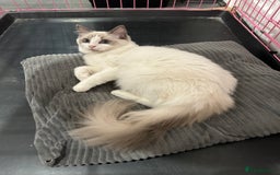Ragdoll cats for sale: Beautiful Blue point/Bicolor Ragdoll - Image 8