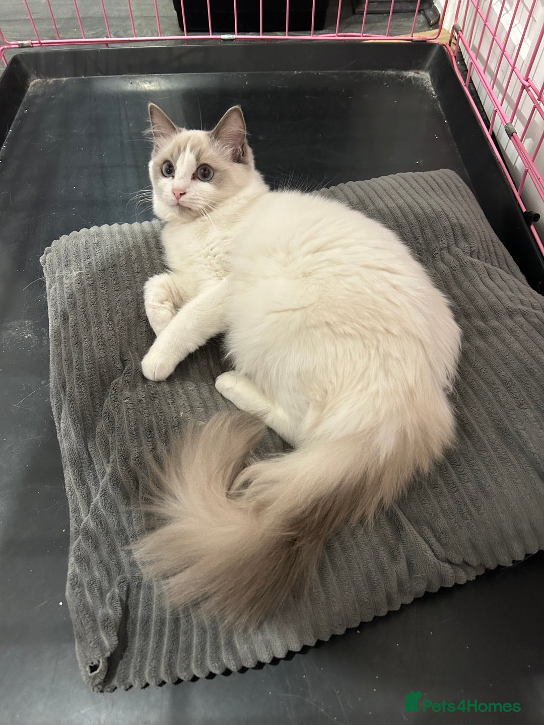 Ragdoll cats for sale: Beautiful Blue point/Bicolor Ragdoll - Image 8