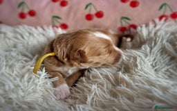 Australian Labradoodle dogs for sale: Pure Multigen Australian Labradoodle Puppies - Image 23