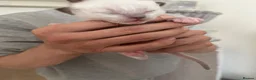 Ragdoll cats for sale: 3 beautiful full ragdoll kittens  - Advert 14