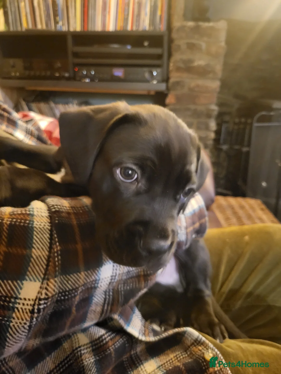 Mixed Breed dogs for sale: Cane Corso X Newfoundland/Labrador Puppies - Advert 7