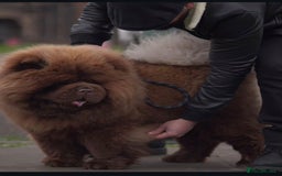 Chow Chow dogs for stud: A truly One of kind KC Chocolate Chow for stud - Image 3