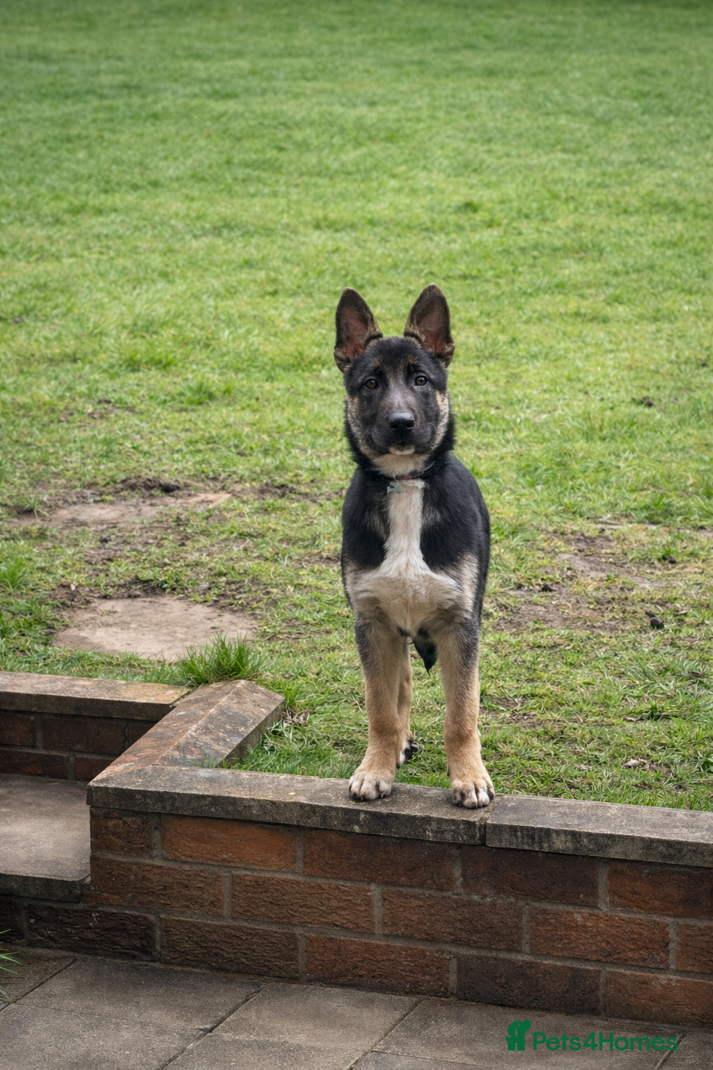 Mixed Breed dogs German shepherd cross (Fenrir) - Advert 1