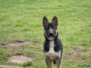 Mixed Breed dogs German shepherd cross (Fenrir) - Advert 1