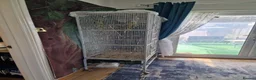 Parrots birds for sale: Pair Alexandrine Parakeets + Tall Wheeled Cage in Cannock - Advert 6