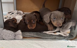 Miniature Dachshund dogs for sale: KC Registered Miniature Dachshund Puppies For Sale - Image 16