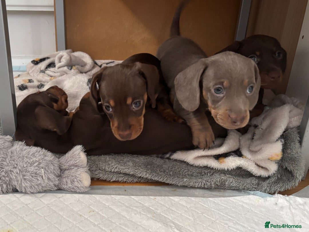 Miniature Dachshund dogs for sale: KC Registered Miniature Dachshund Puppies For Sale - Image 16