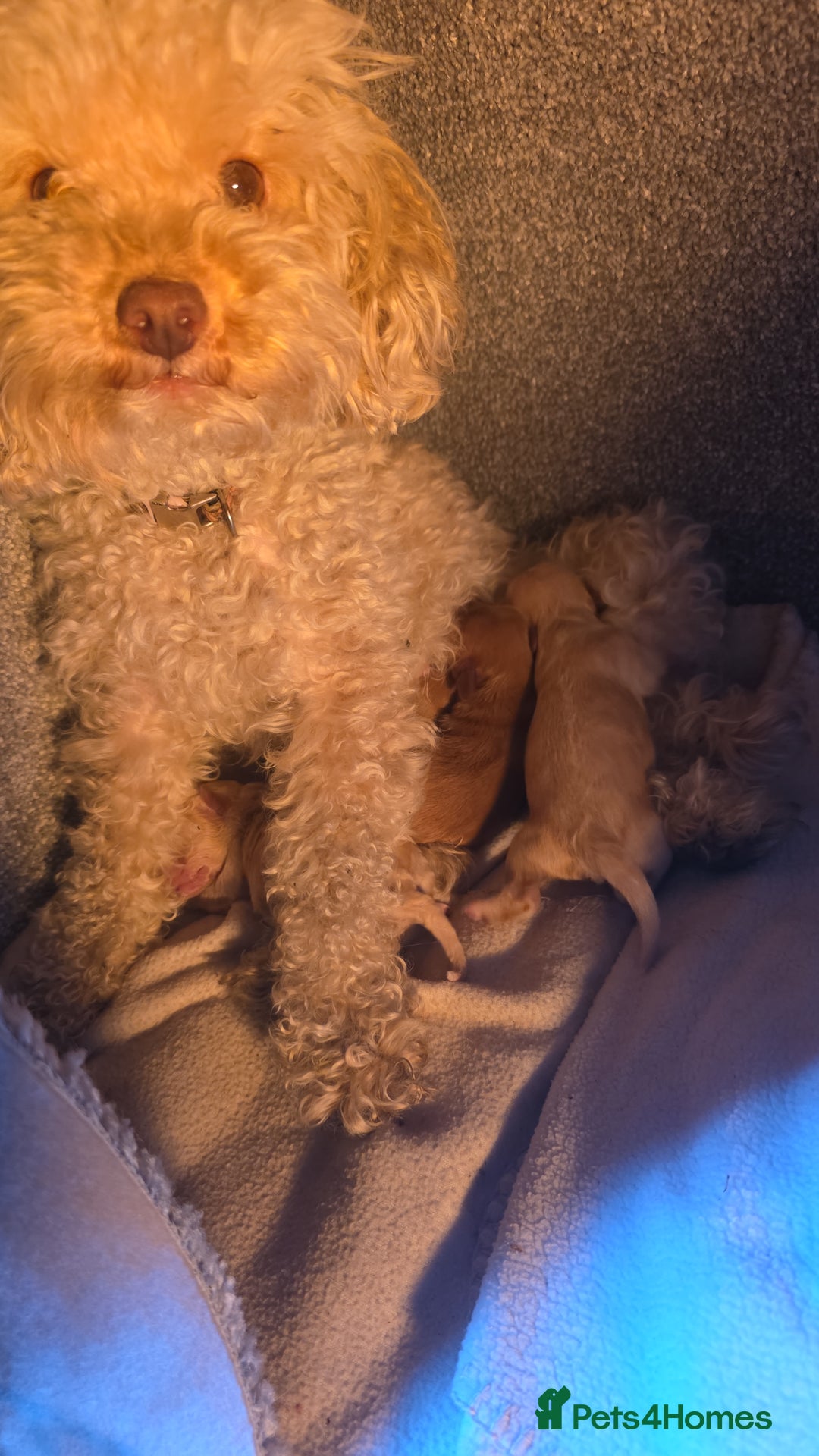 Cavapoo dogs for sale: Stunning miniature cavapoo - Advert 2