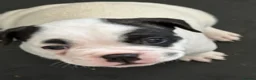Mixed Breed dogs for sale: 3/4 French bulldog/1/4 American bully  - Advert 4