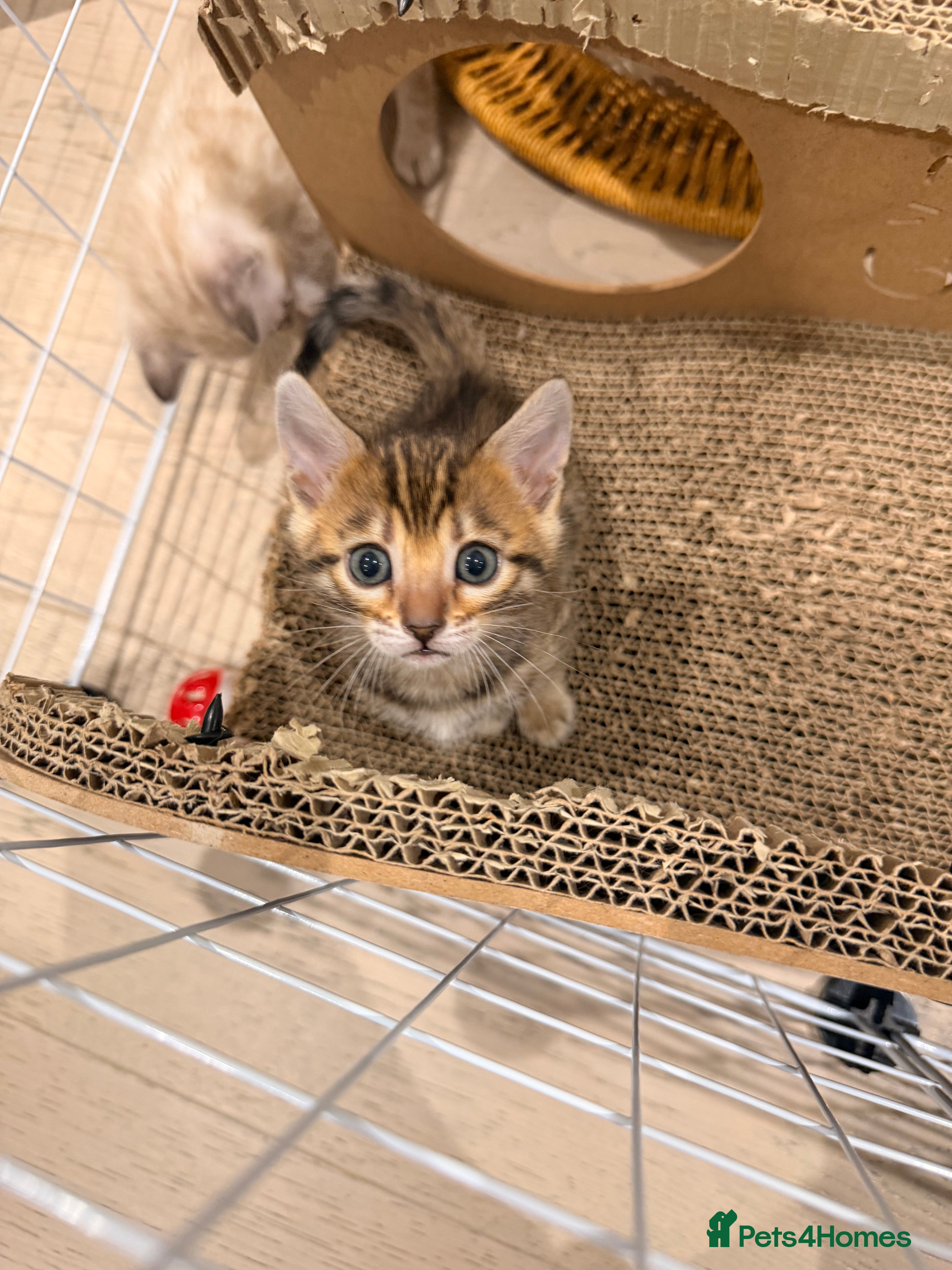 Bengal cats For Sale: 4 Bengal Kittens & 1 Female – Beautiful  - Advert 2