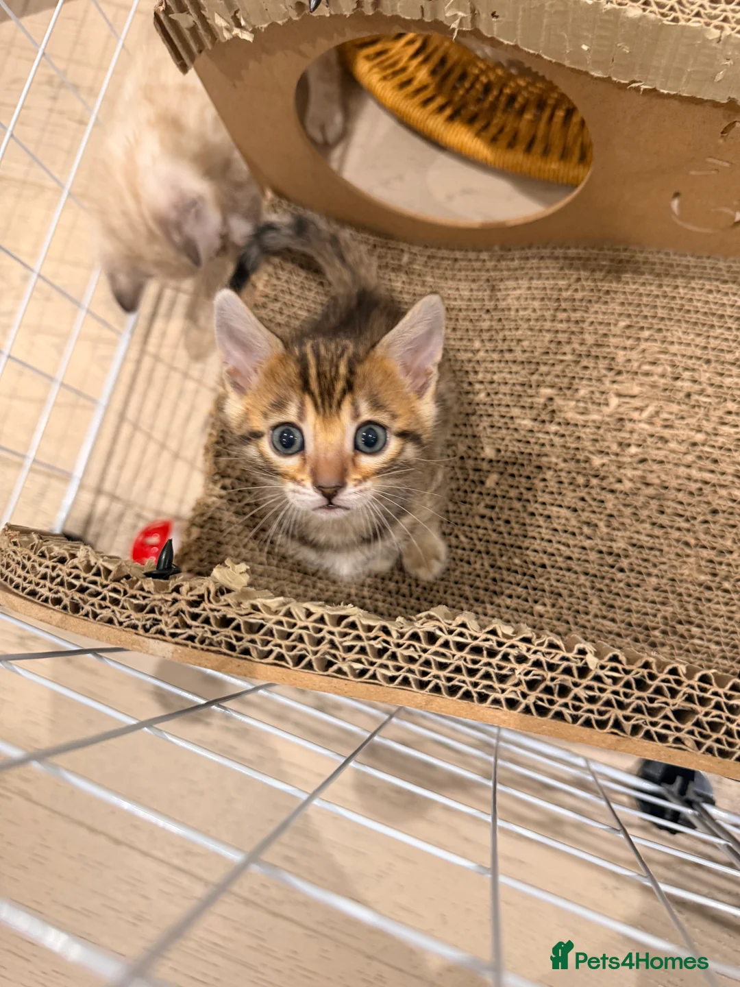 Bengal cats for sale: For Sale: 4 Bengal Kittens & 1 Female – Beautiful  - Advert 2