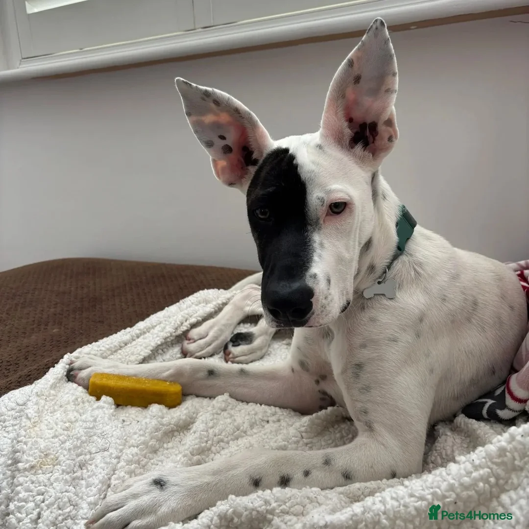 Mixed Breed dogs for adoption: Pika (Shepherd/Staffie mix) - Image 1