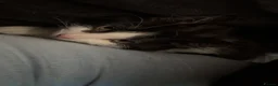British Longhair cats for sale: long haired male kitten  in Worcester - Advert 4