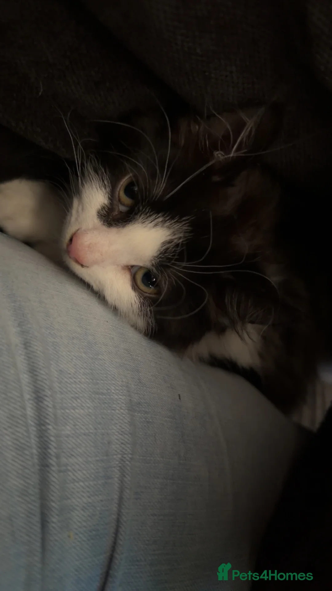 British Longhair cats for sale: long haired male kitten  in Worcester - Advert 4