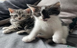 American Shorthair cats for sale: Three beautiful Kittens  - Image 6