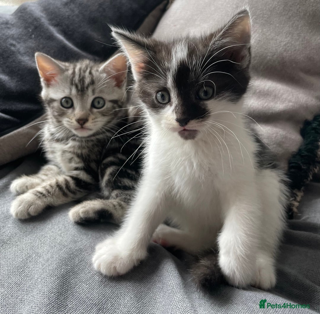 American Shorthair cats for sale: Three beautiful Kittens  - Image 6