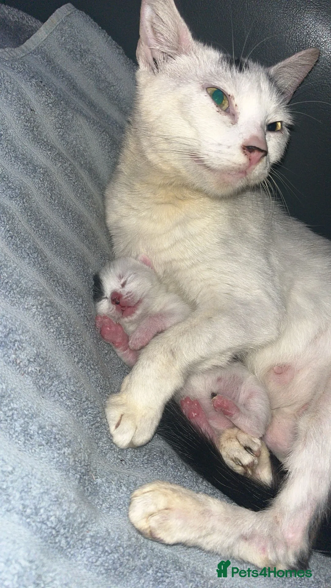 Domestic Shorthair cats for sale: Black&White kitten  - Advert 4