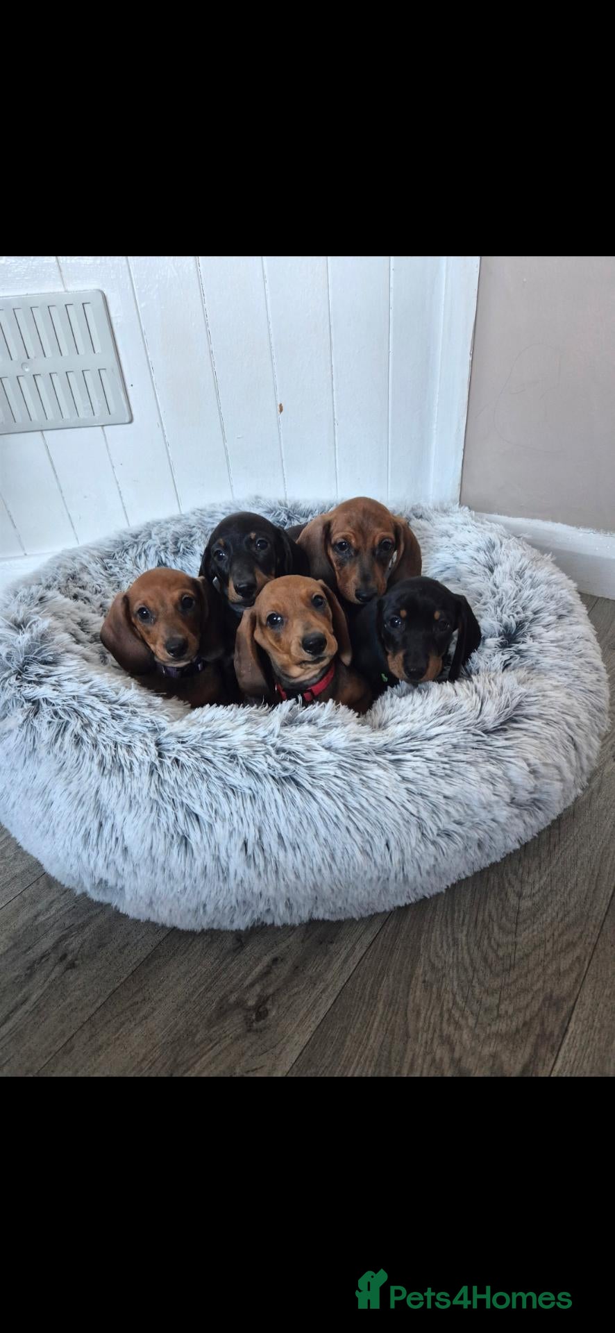 Miniature Dachshund dogs Miniature dachshund puppies - Advert 2