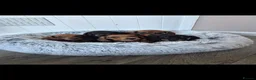 Miniature Dachshund dogs for sale: Miniature dachshund puppies - Advert 1