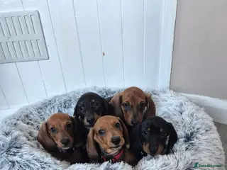 Miniature Dachshund dogs Miniature dachshund puppies - Advert 2