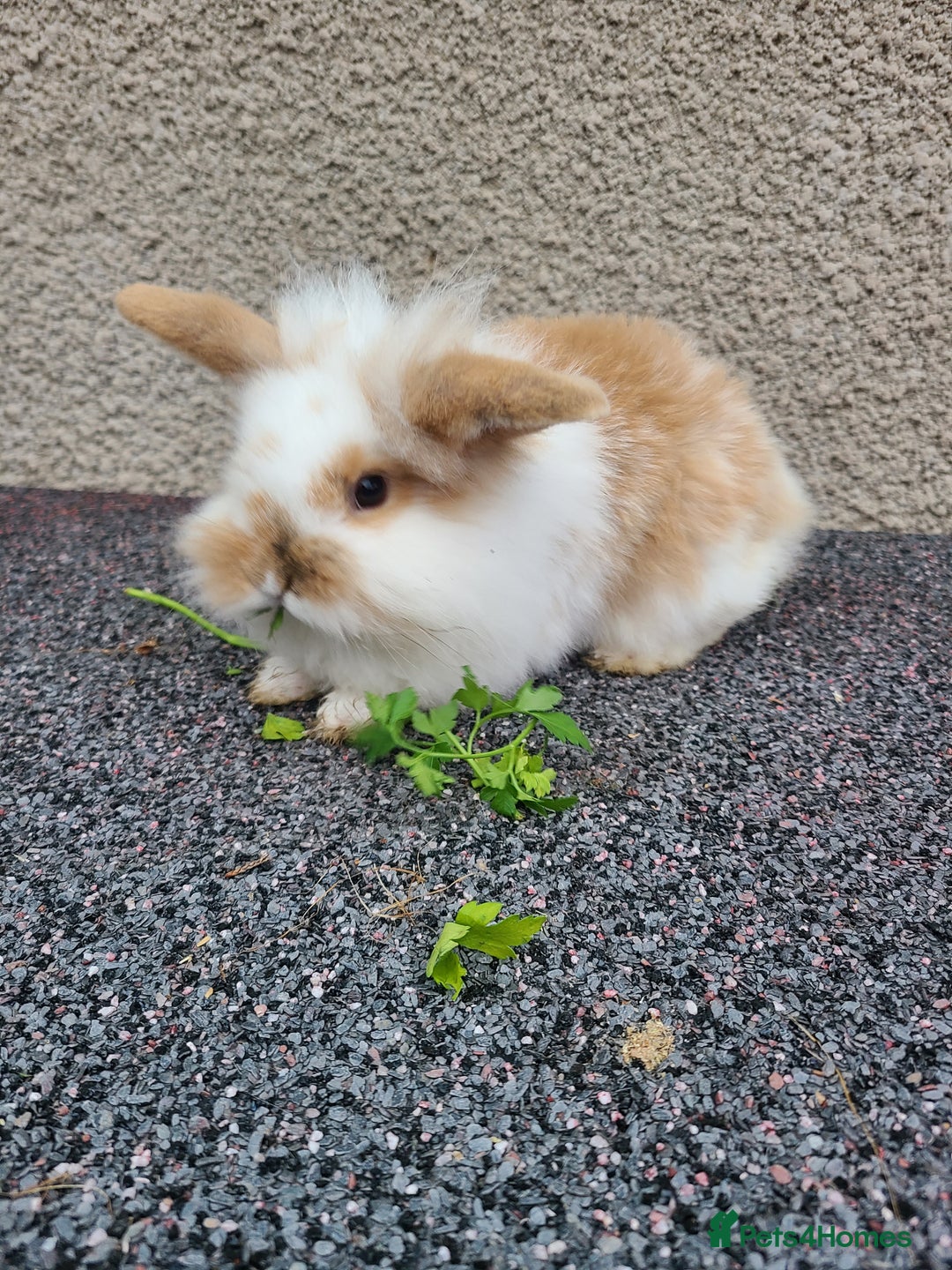 Mini Lion Lop rabbits for sale: Baby rabbits ready now males left - Advert 10