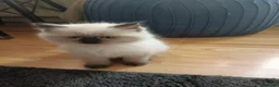 Ragdoll cats for sale: 🌸🌸 BEAUTIFUL RAGDOLL 🌸🌸ALL AVAILABLE 🌸🌸 - Advert 16