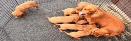 Cockalier dogs for sale: Cockalier puppy’s  - Advert 13