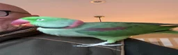 Parrots birds for sale: Alexandrine parrot male in Banstead - Advert 6