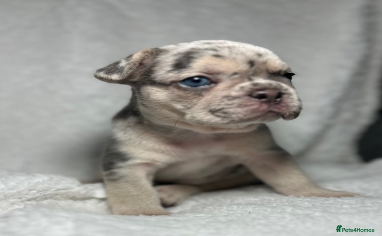 French Bulldog dogs Boy 1 - Advert 3