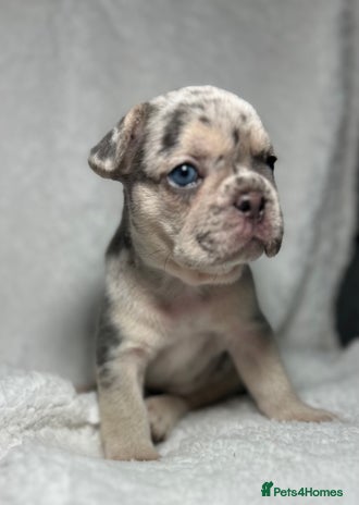 French Bulldog dogs Boy 1 - Advert 3