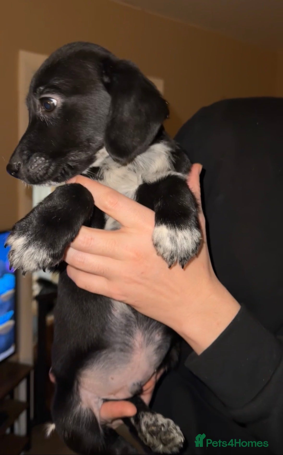 Mixed Breed dogs BLUE EYED RARE Genetic Merle Sprollies (4 LEFT) - Advert 1