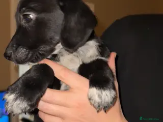 Mixed Breed dogs BLUE EYED RARE Genetic Merle Sprollies (4 LEFT) - Advert 1