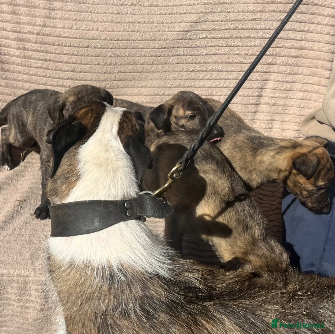 Lurcher dogs for sale: First Cross Deerhound x Greyhound - Advert 17
