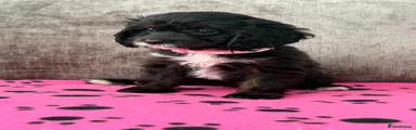 Cavapoo 4