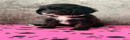 Cavapoo dogs for sale: EXQUISITE & VERY UNUSUAL CAVAPOO PUPPIES  - Advert 15