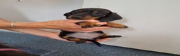 Miniature Dachshund dogs for sale: Miniature dachound - Advert 3