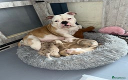Olde English Bulldogge dogs for sale: Must See! Olde English Puppies  - Image 2