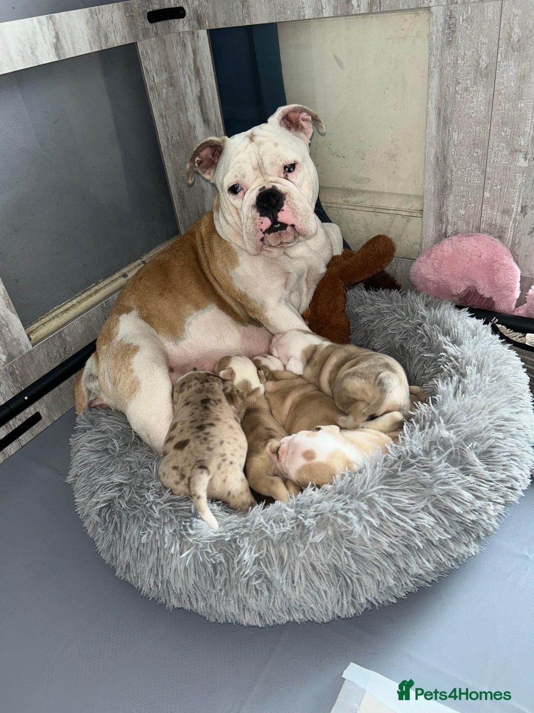 Olde English Bulldogge dogs for sale: Must See! Olde English Puppies  - Image 2