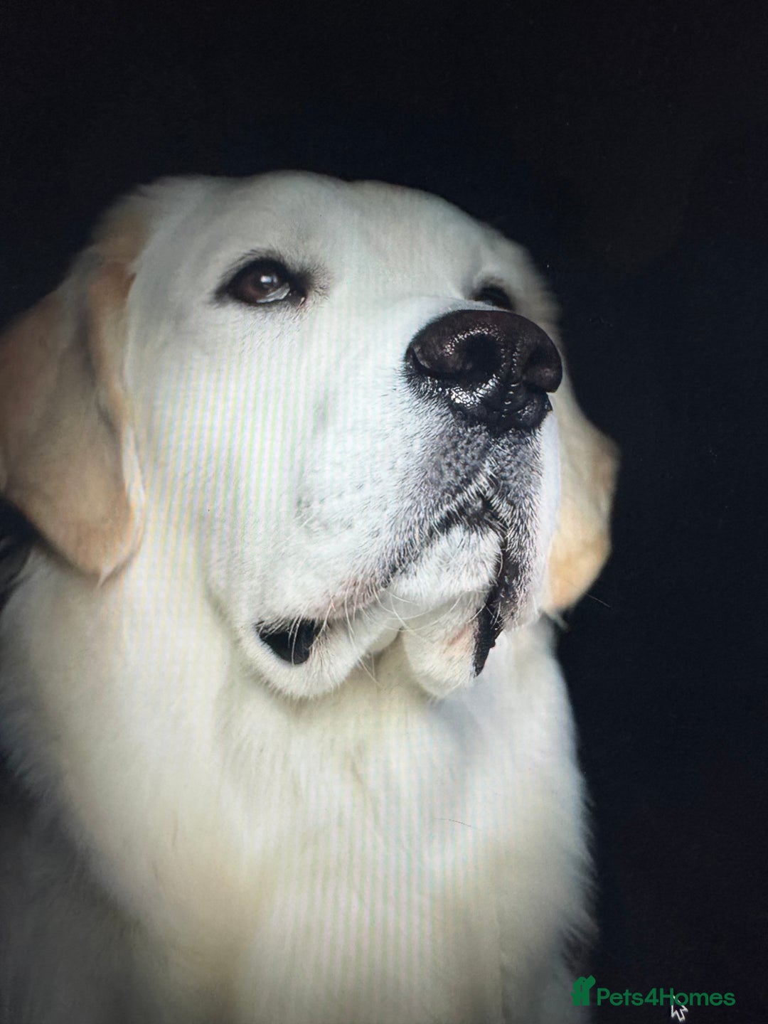 Golden Retriever dogs for sale: KC Beautiful Golden Retriever Cream Puppies - Advert 5