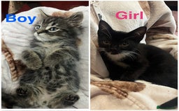 Mixed Breed cats for sale: 2 gorgeous playful kittens - Image 1