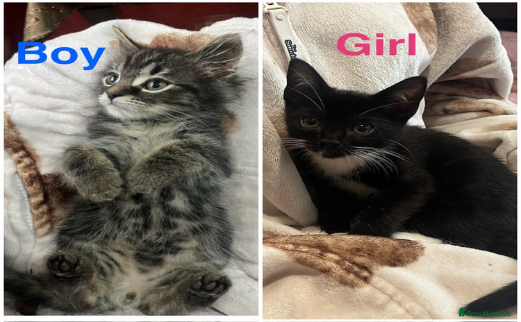 Mixed Breed cats - Advert 3