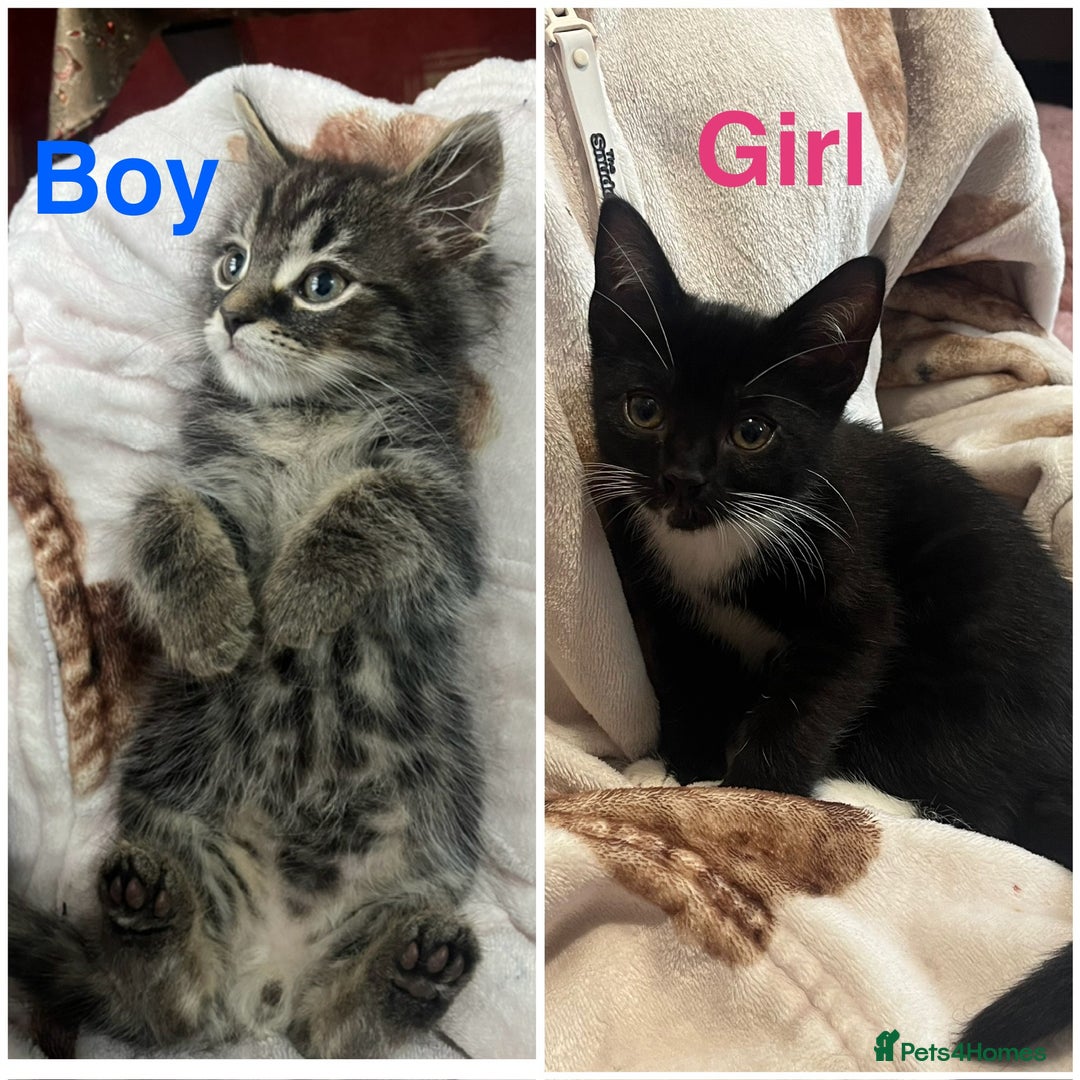 Mixed Breed cats for sale: 2 gorgeous playful kittens - Image 1