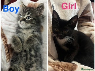 Mixed Breed cats - Advert 2