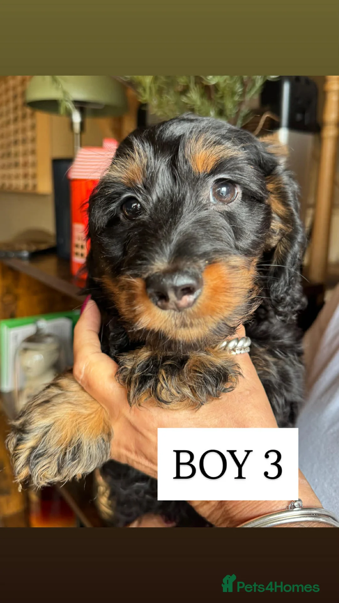 Mixed Breed dogs for sale: Dachund cross Bichon - Advert 1