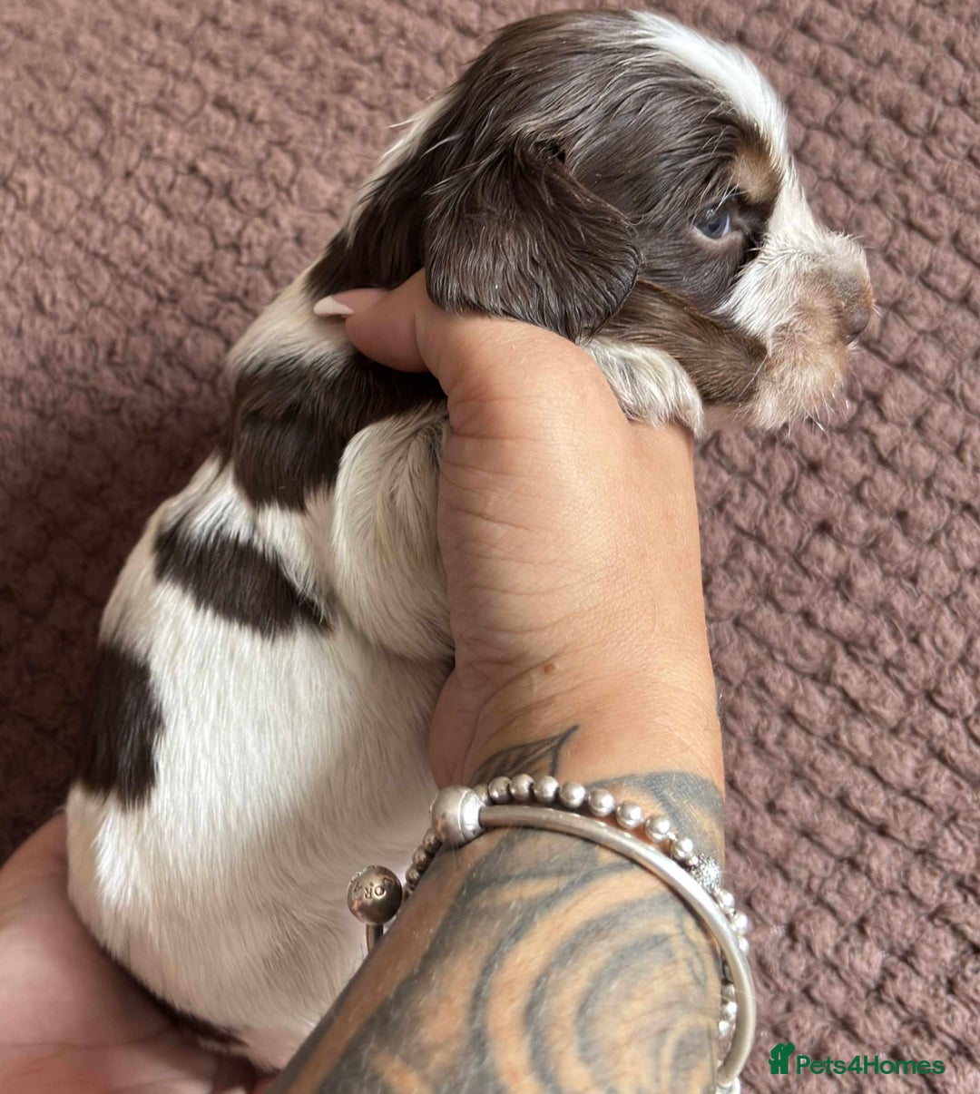 Cocker Spaniel dogs for sale: KC REG SHOW TYPE COCKER SPANIELS  - Image 22