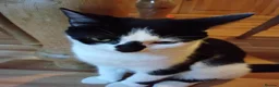 Mixed Breed cats for sale: Rescue kittens for Adoption  - Advert 5