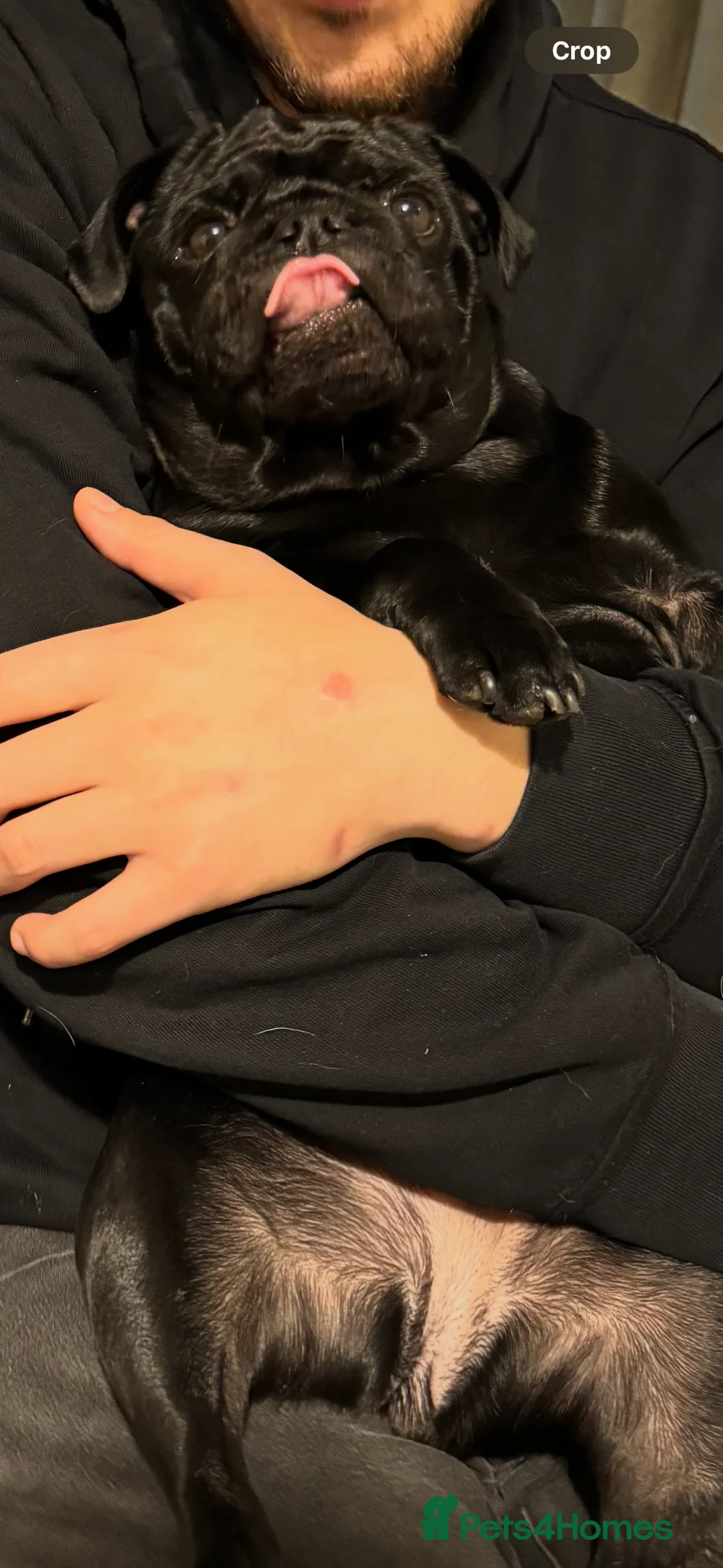 Pug dogs for sale: Beautiful black pug/ female - Advert 9