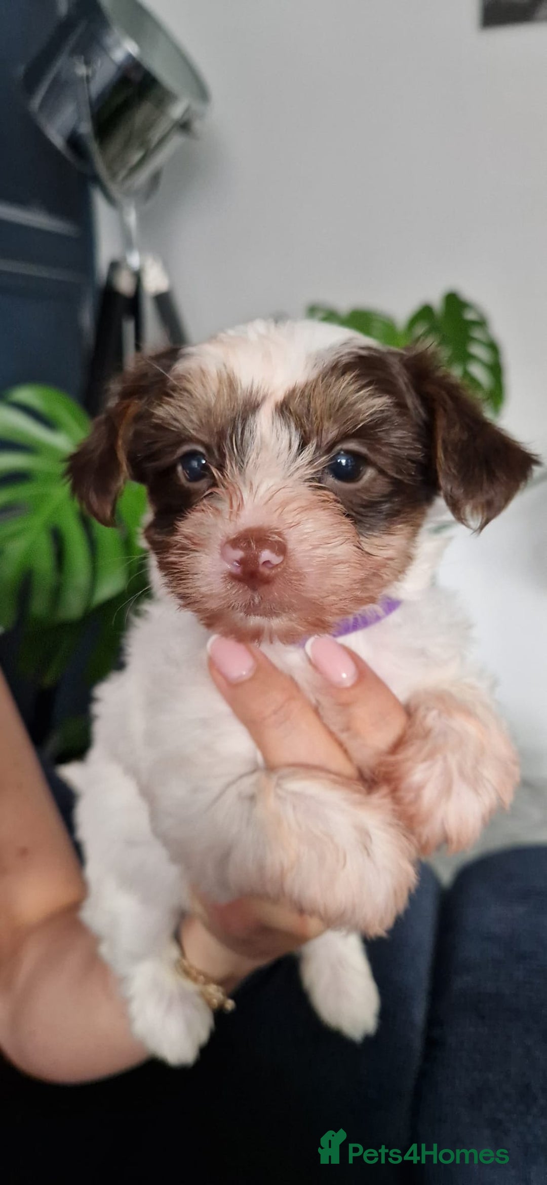 Yorkshire Terrier dogs for sale: Beautifull pedigree yorkshire terriers🐾🦮🐶 - Image 2