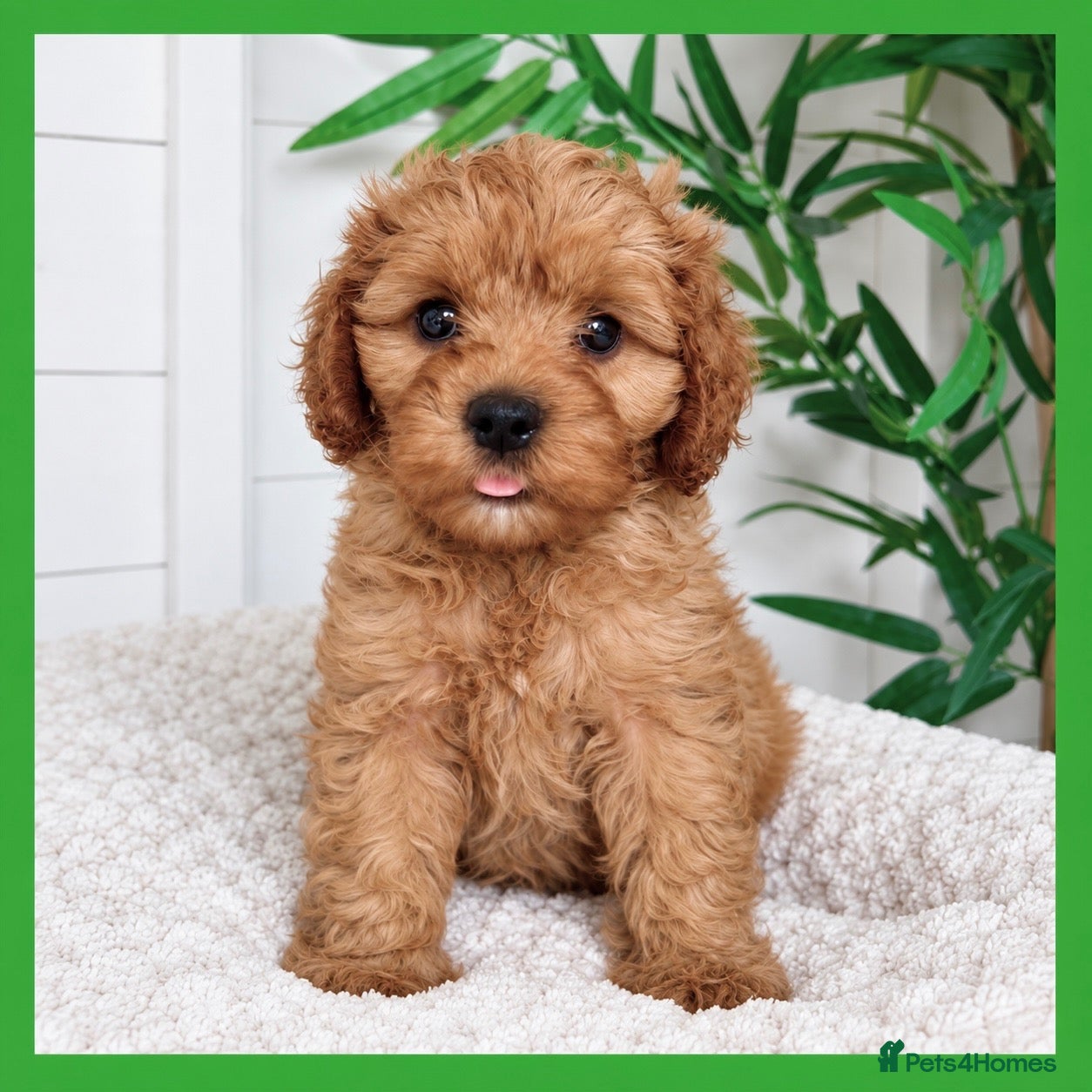 Cavapoo dogs Gorgeous cavapoo puppies from DNA tested parents - Advert 2