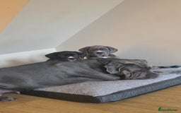 Cane Corso dogs for sale: last female cane corso pup left - Image 5